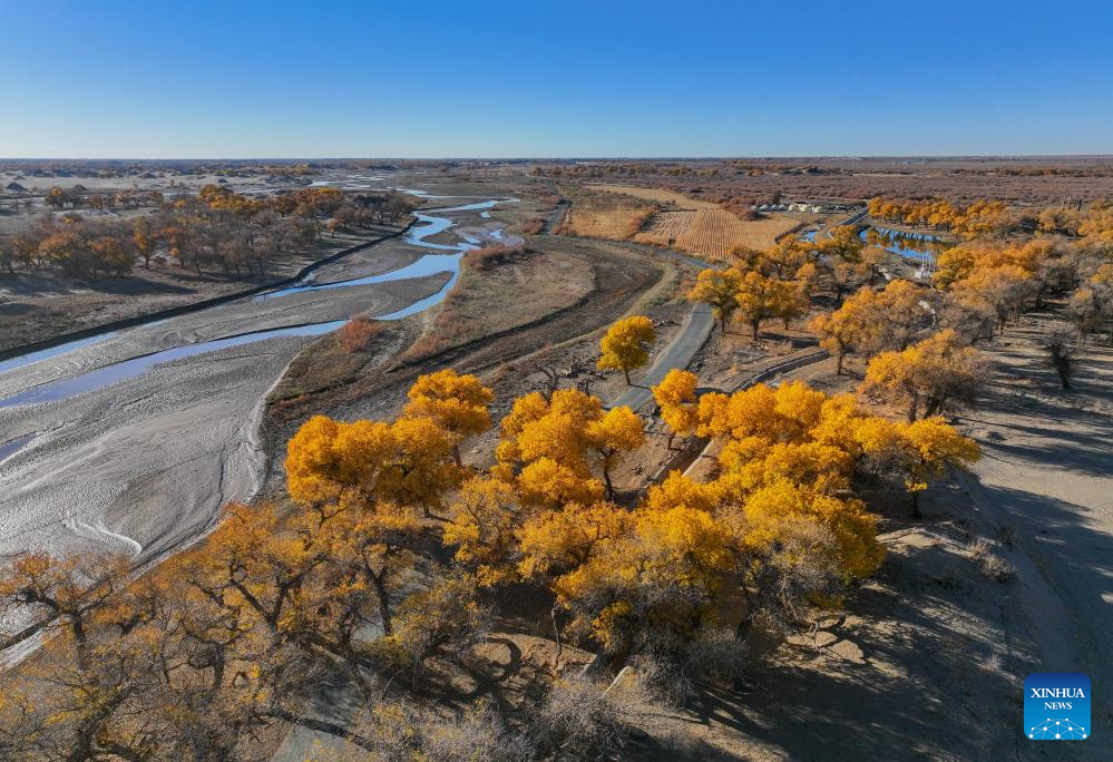 Autumn scenery of desert poplar in China's Inner Mongolia