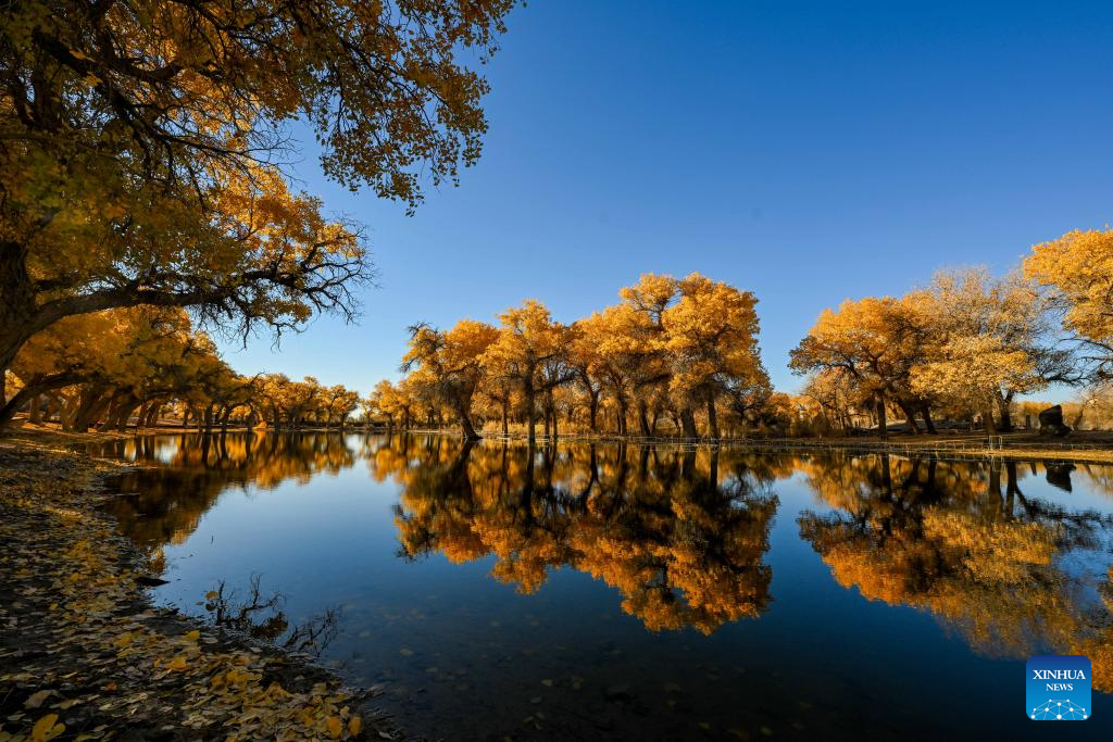 Autumn scenery of desert poplar in China's Inner Mongolia