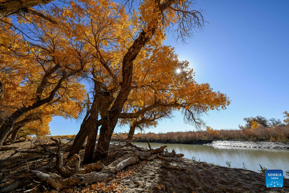 Autumn scenery of desert poplar in China's Inner Mongolia