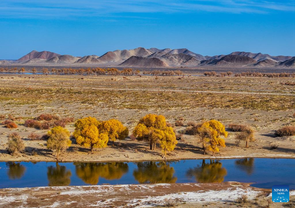 Autumn scenery of desert poplar in China's Inner Mongolia