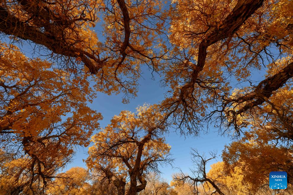 Autumn scenery of desert poplar in China's Inner Mongolia