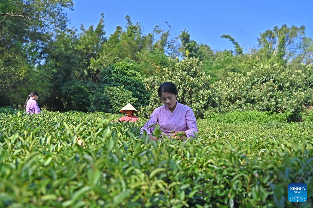 Pic story: inheritor of Gupa tea-making skills in China's Guangxi