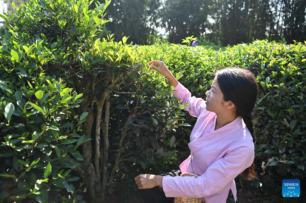 Pic story: inheritor of Gupa tea-making skills in China's Guangxi