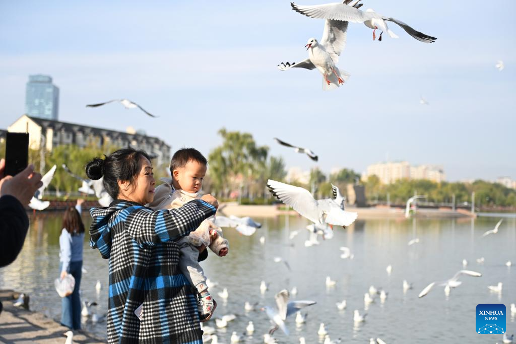 Red-billed gulls seen in Yinchuan as city's ecological efforts strengthened