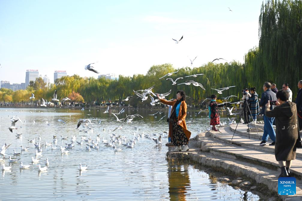 Red-billed gulls seen in Yinchuan as city's ecological efforts strengthened