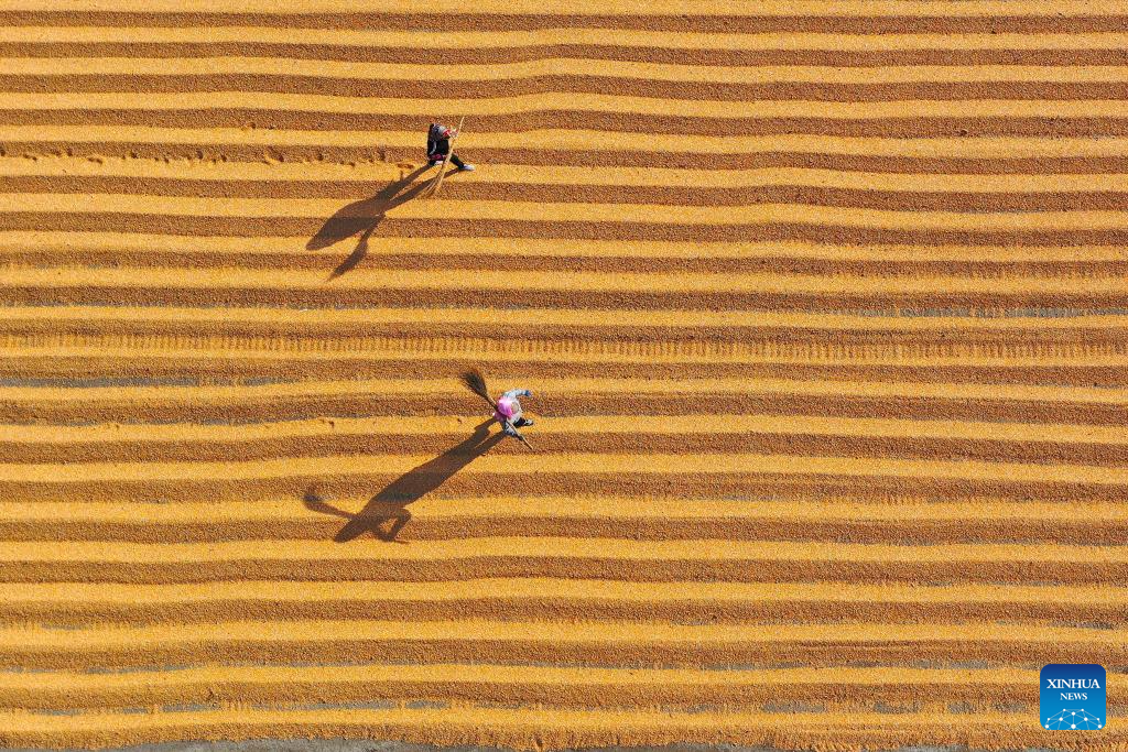 Farmers embrace harvest season across China