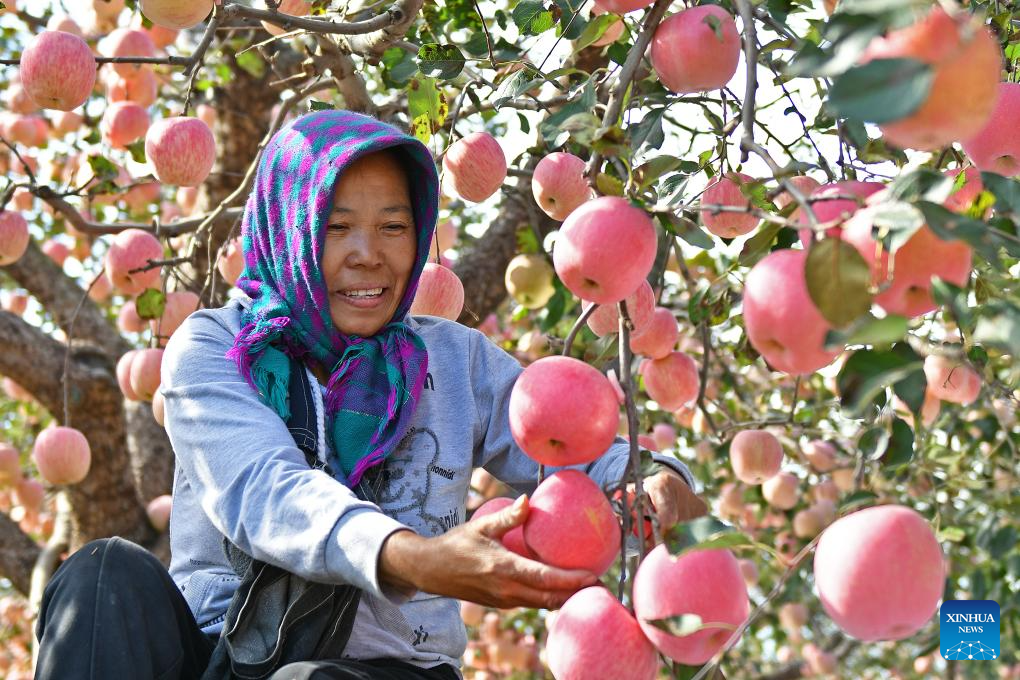 Farmers embrace harvest season across China