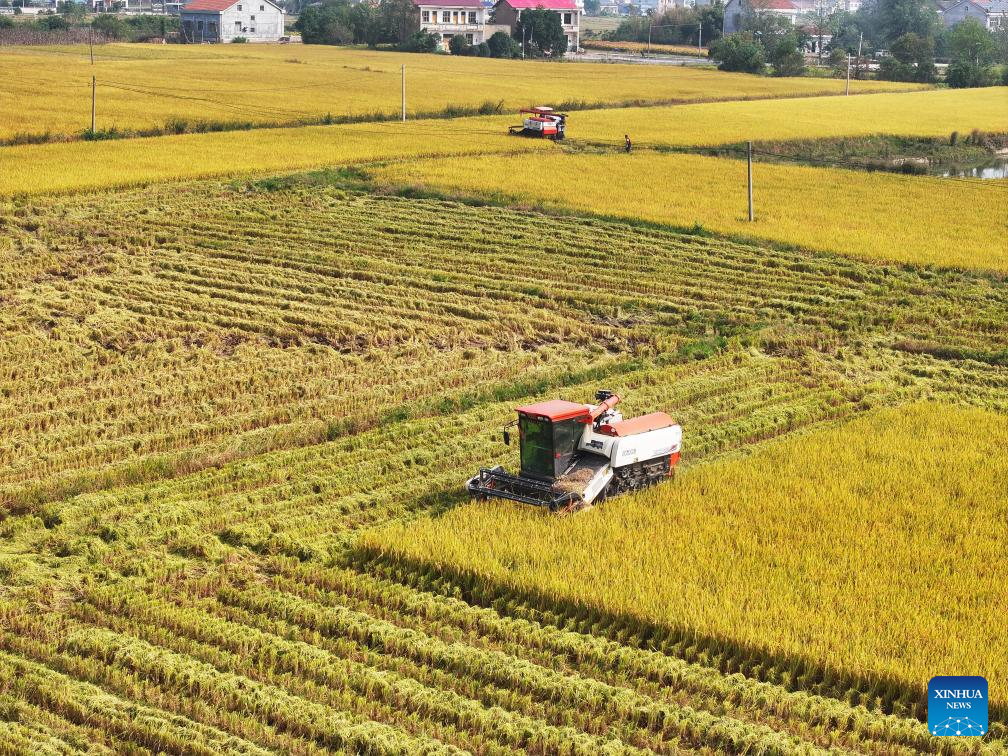 Farmers embrace harvest season across China