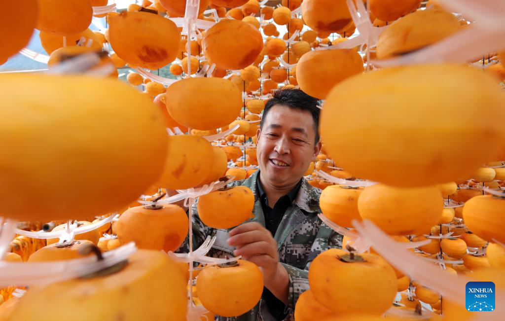 Farmers embrace harvest season across China