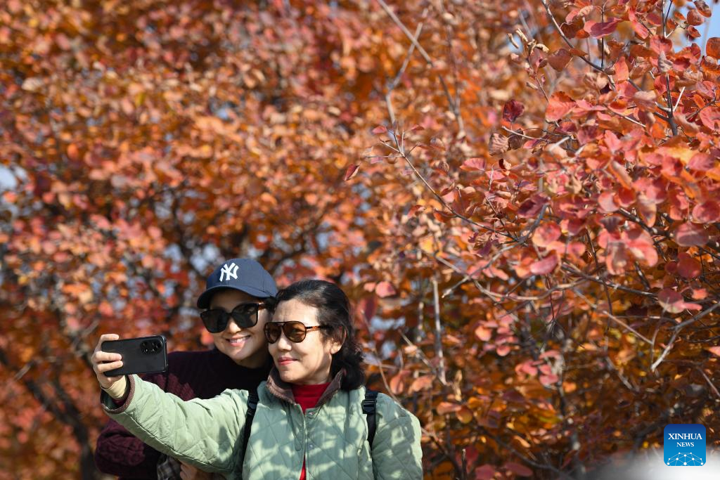 Pofengling scenic spot in Beijing ushers in best time of year to view red leaves