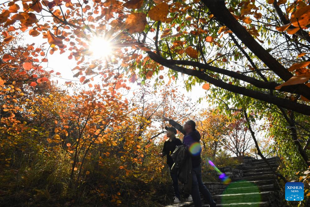 Pofengling scenic spot in Beijing ushers in best time of year to view red leaves