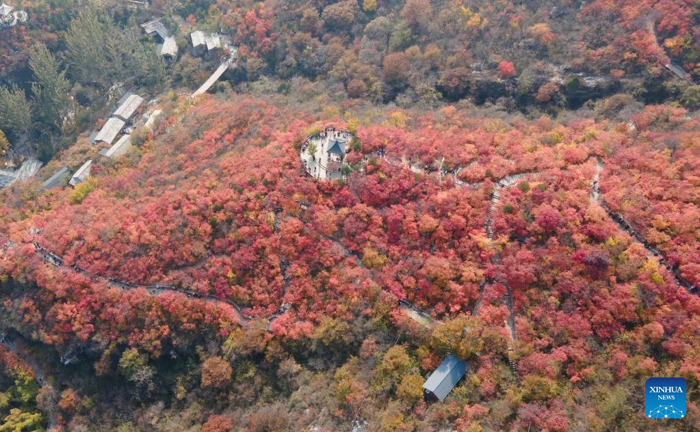 Pofengling scenic spot in Beijing ushers in best time of year to view red leaves