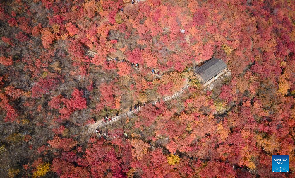 Pofengling scenic spot in Beijing ushers in best time of year to view red leaves