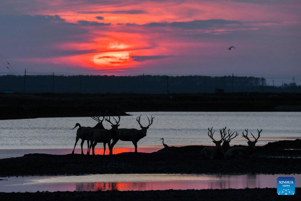 Population of milu deer increases due to conservation efforts in east China's reserve