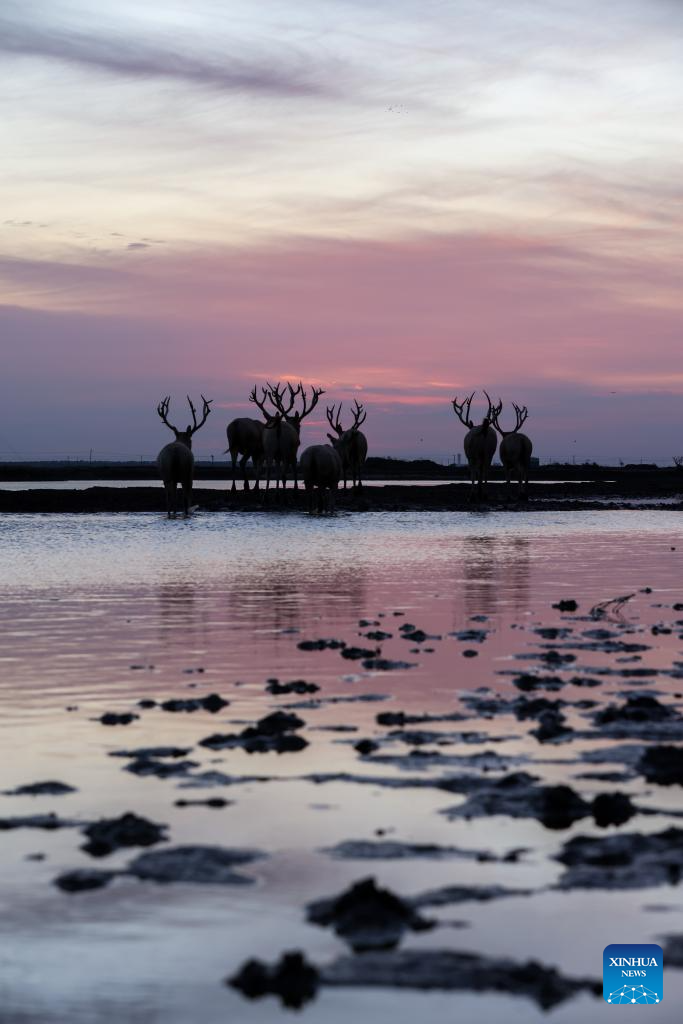 Population of milu deer increases due to conservation efforts in east China's reserve