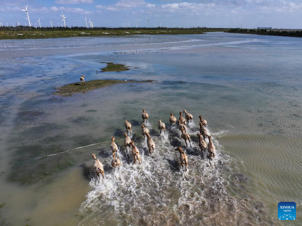 Population of milu deer increases due to conservation efforts in east China's reserve