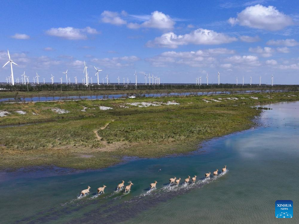 Population of milu deer increases due to conservation efforts in east China's reserve