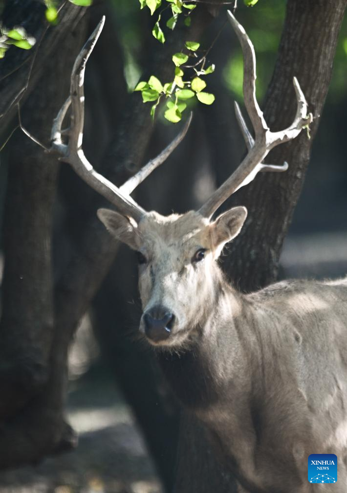 Population of milu deer increases due to conservation efforts in east China's reserve