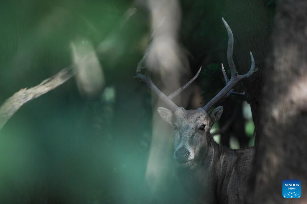 Population of milu deer increases due to conservation efforts in east China's reserve