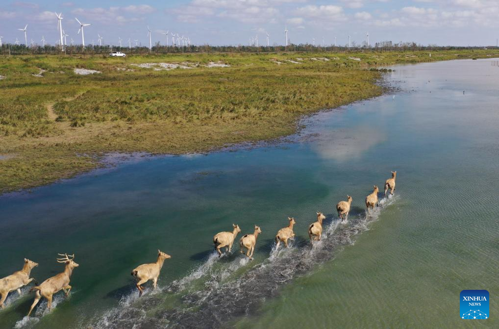 Population of milu deer increases due to conservation efforts in east China's reserve