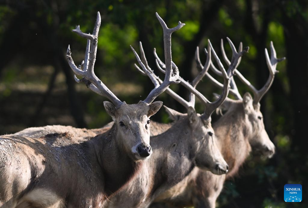 Population of milu deer increases due to conservation efforts in east China's reserve