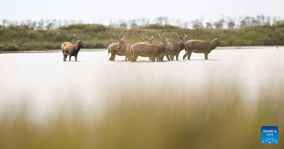 Population of milu deer increases due to conservation efforts in east China's reserve