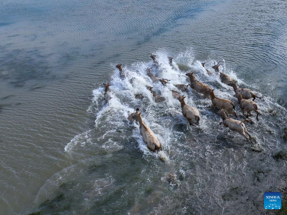 Population of milu deer increases due to conservation efforts in east China's reserve