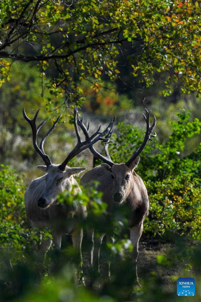 Population of milu deer increases due to conservation efforts in east China's reserve