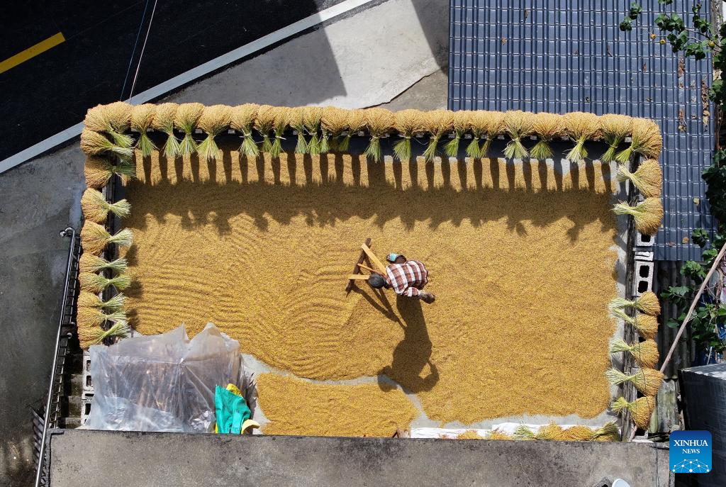 Villagers air rice in Debao County, S China's Guangxi