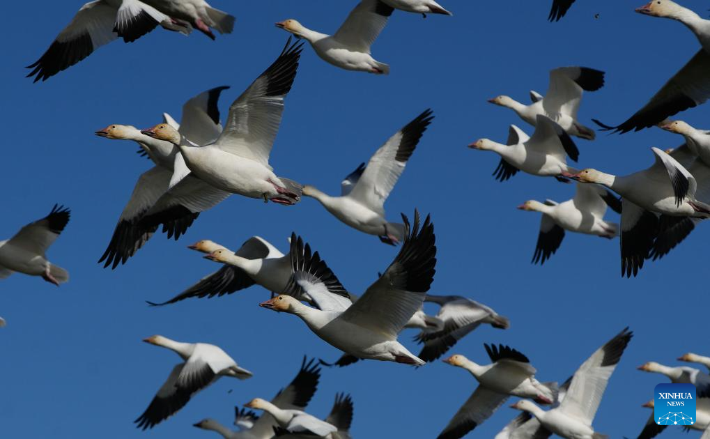 Migrating snow geese seen at Garry Point Park in Canada