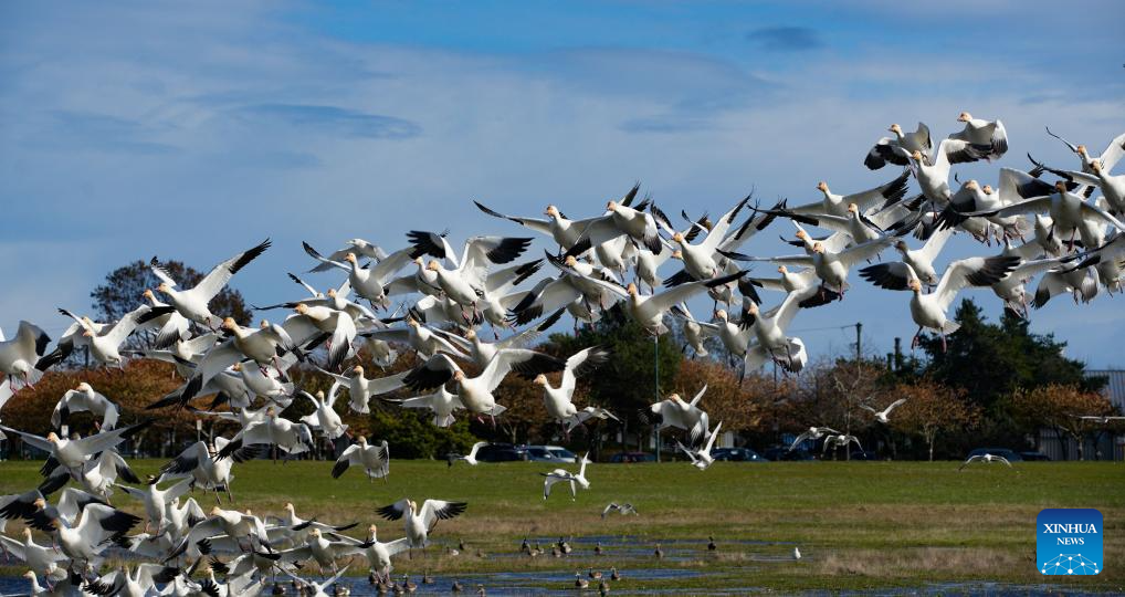 Migrating snow geese seen at Garry Point Park in Canada