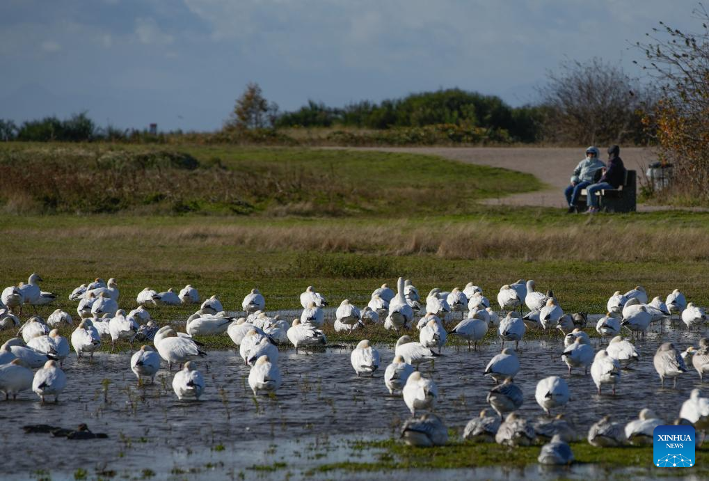 Migrating snow geese seen at Garry Point Park in Canada