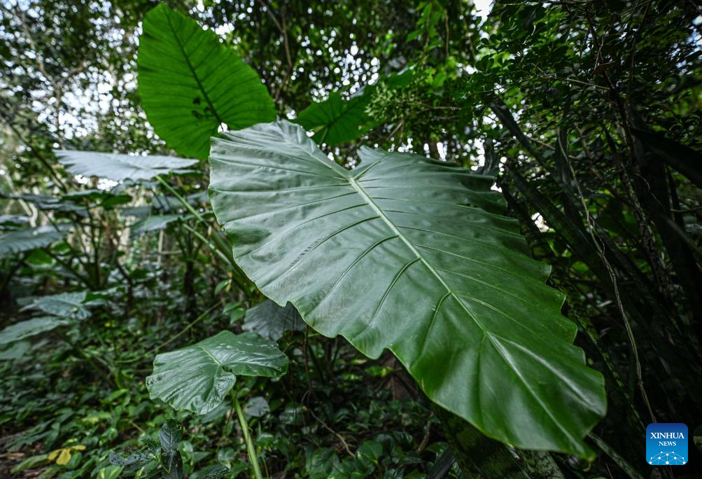 In pics: Yanoda Rain Forest Cultural Tourism Zone in Hainan