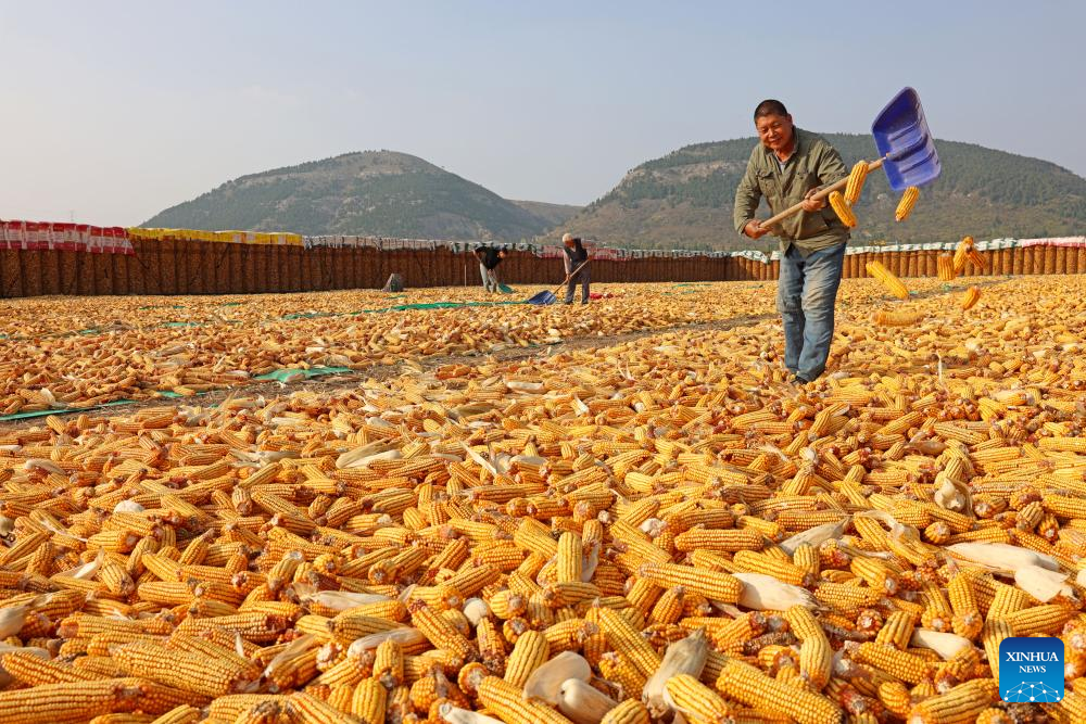 Farmers busy with autumn harvest across China