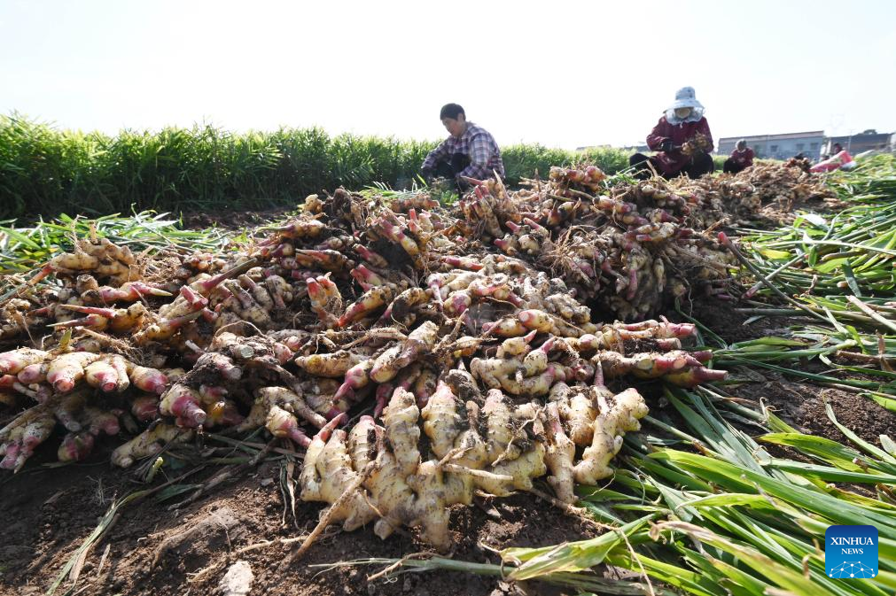 Farmers busy with autumn harvest across China