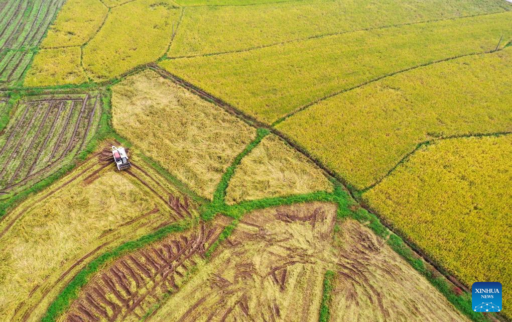 Farmers busy with autumn harvest across China