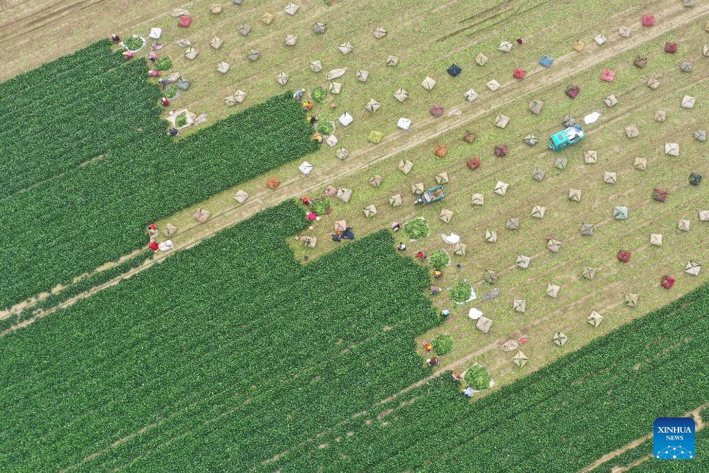 Farmers busy with autumn harvest across China