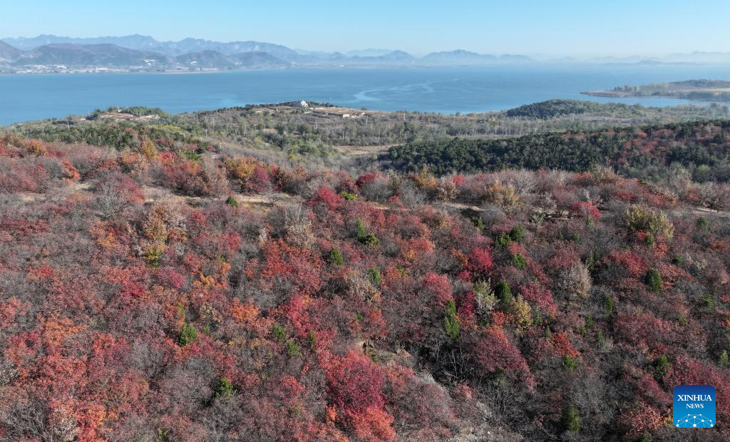 Autumn scenery in north China