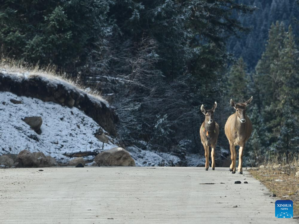 Scenery of Duopugou scenic spot in Sichuan, SW China