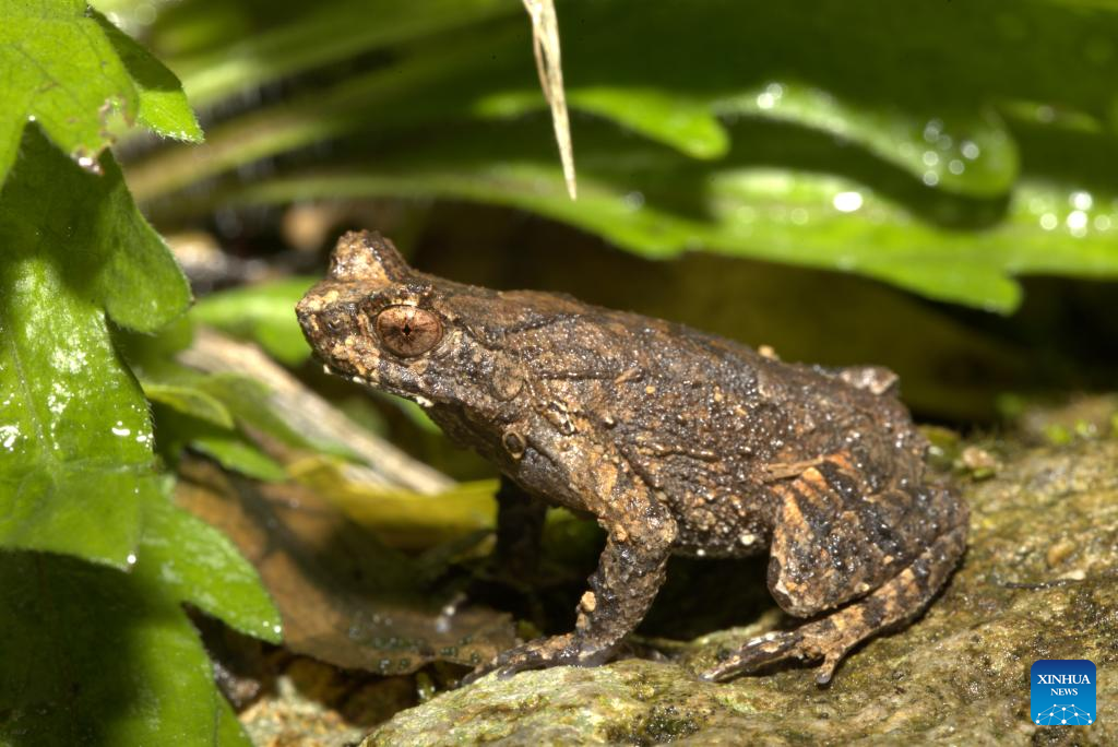 New amphibian species discovered in east China's Fujian