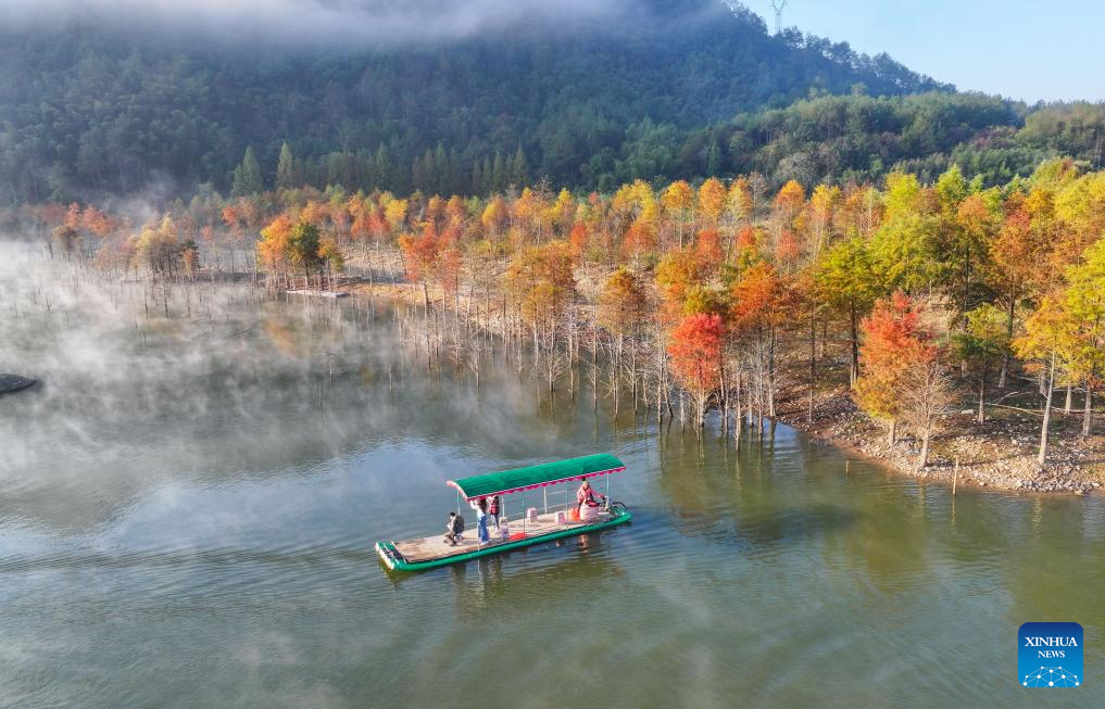 In pics: bald cypress forests at wetland park in China's Anhui