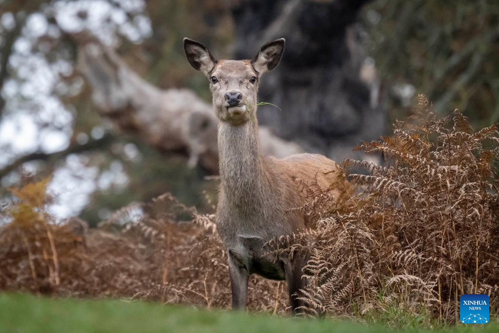 Red deers seen in Richmond Park in London