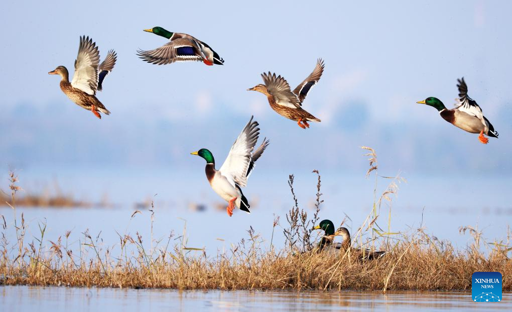 Birds seen in Linyi, Shandong