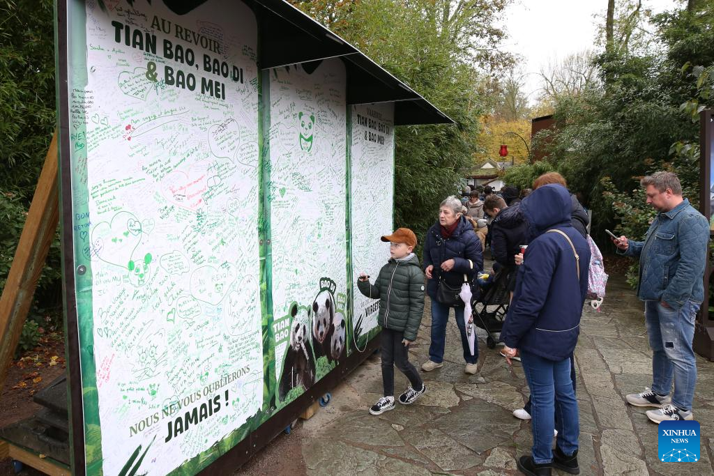 People bid farewell to three giant pandas in Belgian zoo