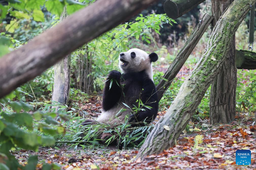 People bid farewell to three giant pandas in Belgian zoo