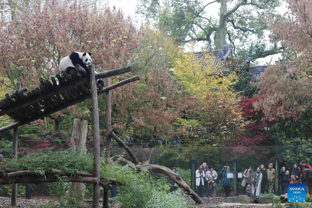 People bid farewell to three giant pandas in Belgian zoo