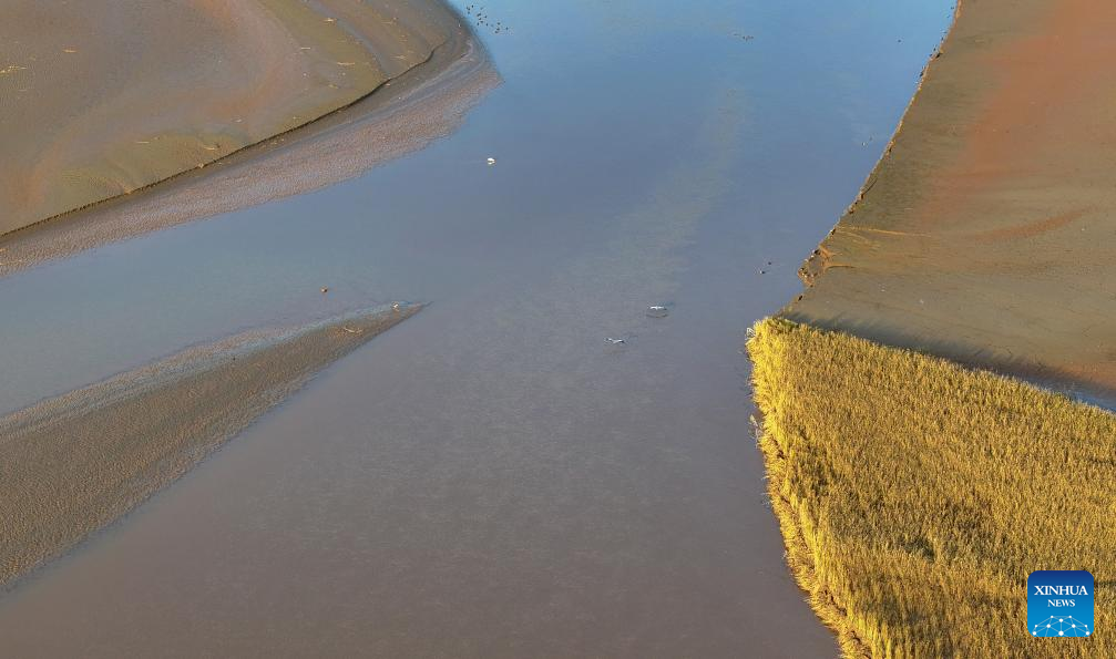 Migratory birds pictured at section of Yellow River in NW China's Ningxia