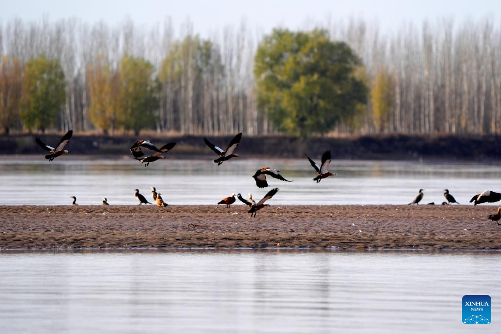 Migratory birds pictured at section of Yellow River in NW China's Ningxia