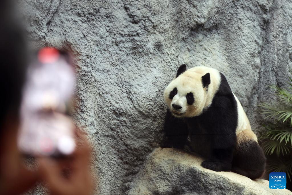 In pics: giant panda family in Macao