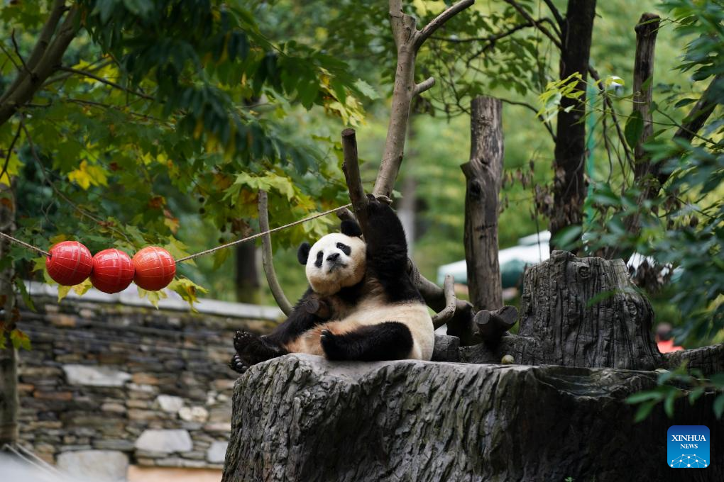 A glimpse of foreign-born giant pandas' life after returning to China